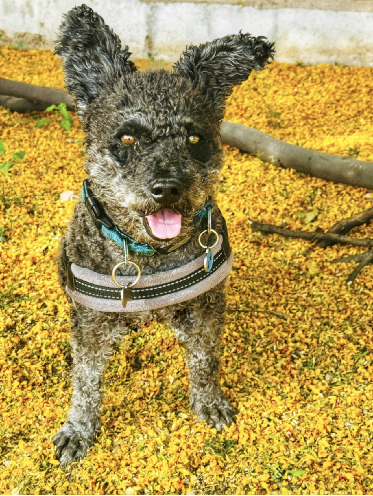 Pip