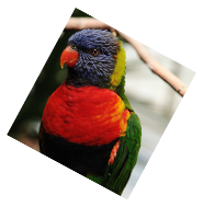 parrot
