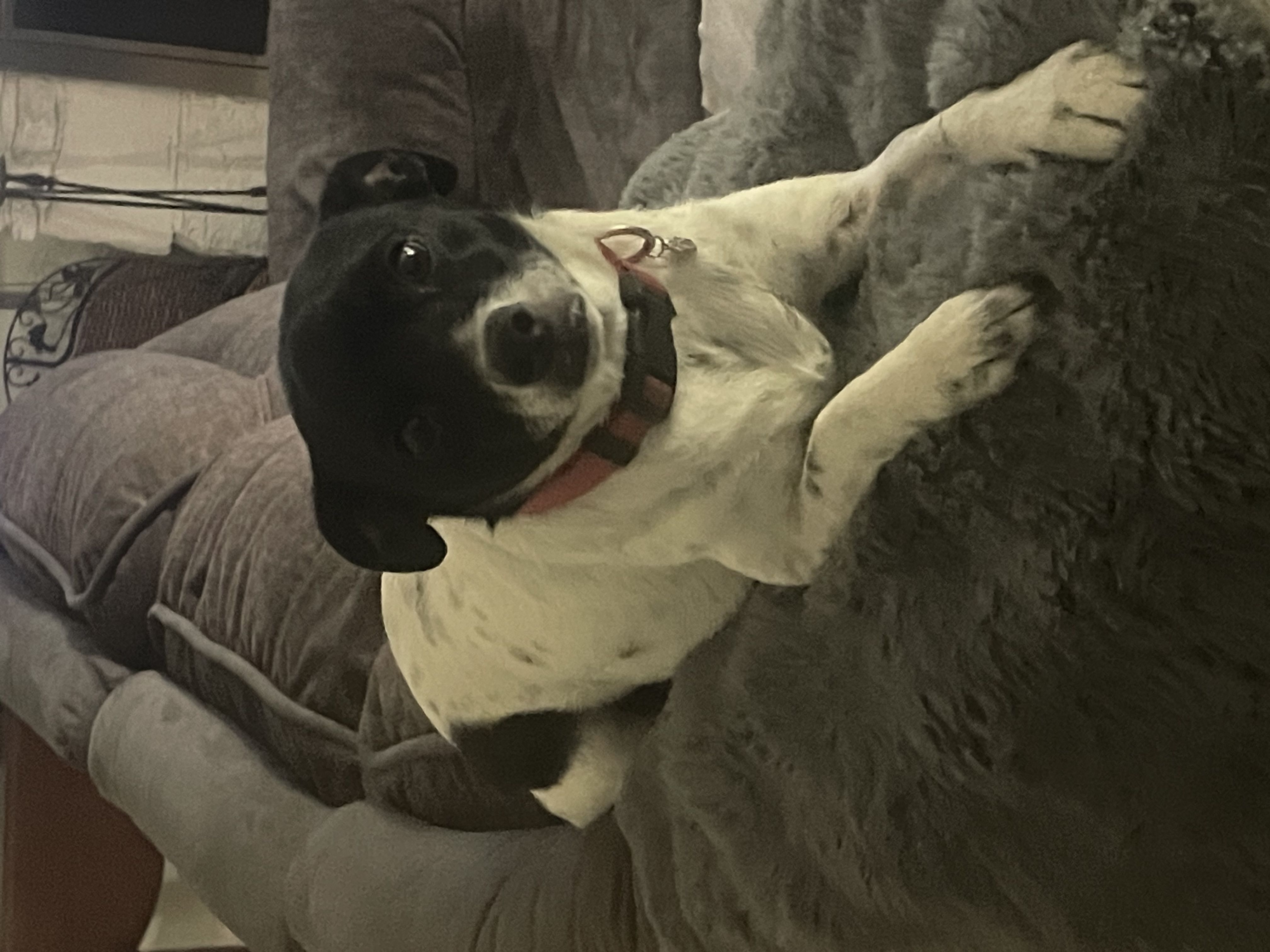 Chiquita