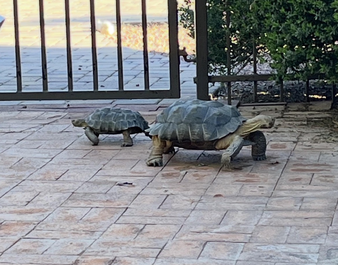 Baby "Boomer" Cecil & Peanut