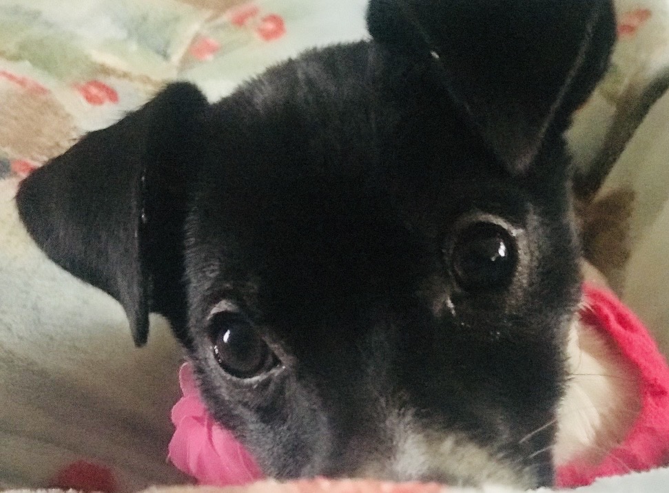 Chiquita
